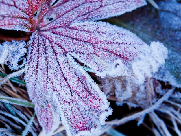 Wild plants covered with first frost.