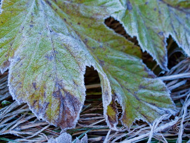 Wild plants covered with first frost.