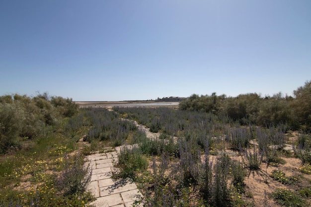 Isla Cristina Huelva Spain의 해변으로 가는 길의 포장을 덮고 있는 야생 식물