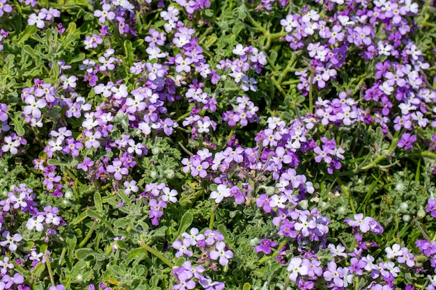 Wild plants and flowers; scientific name; Matthiola tricuspidata. Photo shoot location; Izmir - Cesme - Turkey