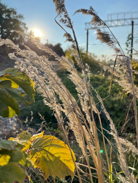 Wild plants and grasses on sunset in the field