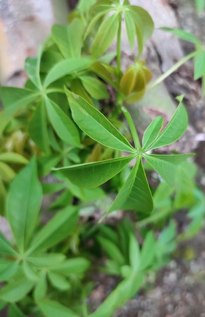 Wild plants in jungle shrubs tropical rain forest foliage plants