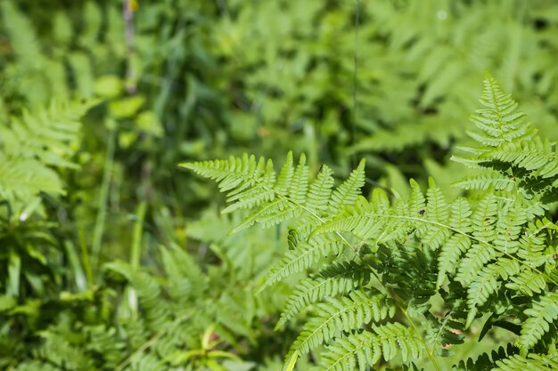 Wild plants n summer forest