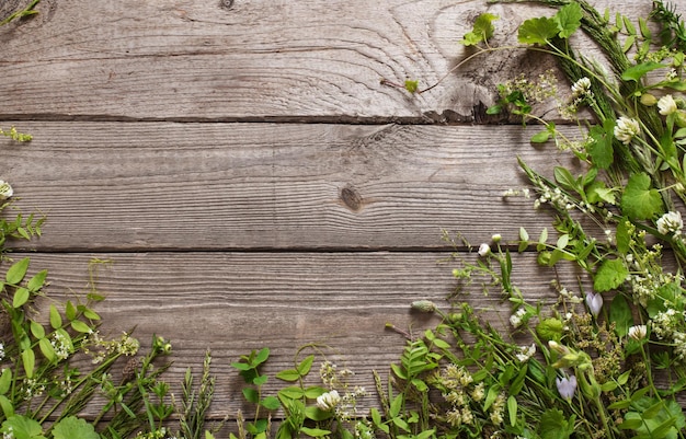 Wild plants on old dark wooden background