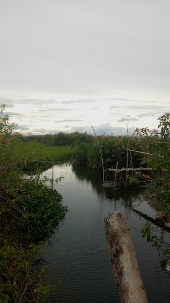 Wild plants that grow on the banks of the river