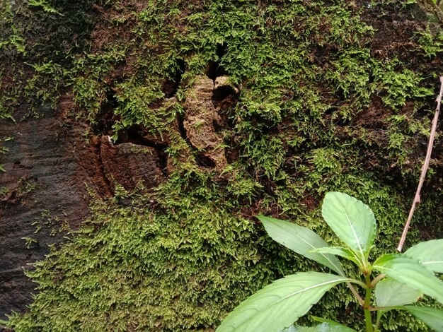 Photo wild plants that grow in front of pieces of wood filled with moss