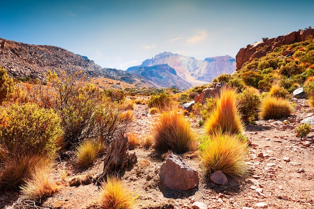 Wild plants and trees on the top of Tunupa volcano in Bolivia. Desert landscapes of Altiplano plateau