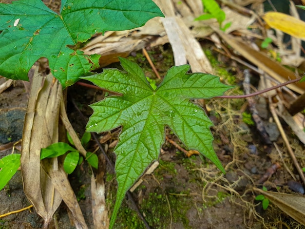 熱帯林の野生植物