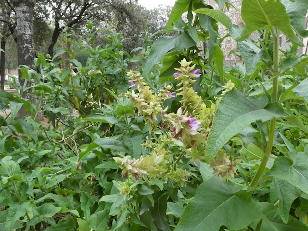 都会の庭の野生植物