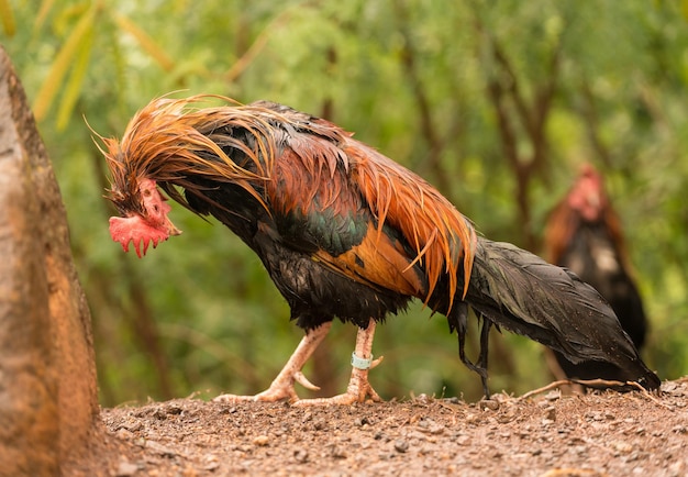 Wild pluimvee op Kauai drijfnat na regenbui