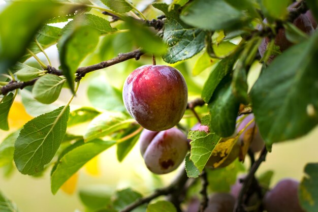 Дикая слива в саду во Франции летом Синие и фиолетовые сливы в саду prunus domestica