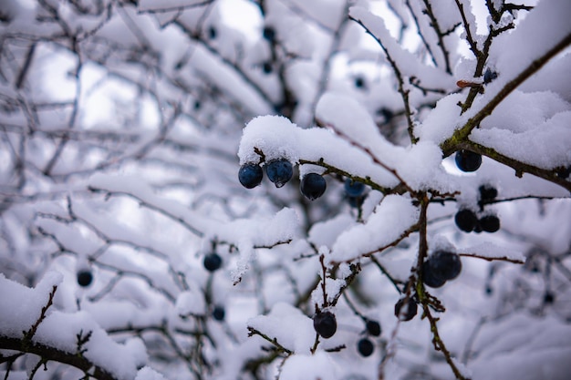 青々とした雪の層の下で実を結ぶ野生の梅の木