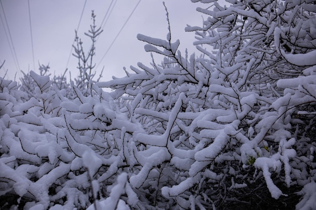 青々とした雪の層の下で実を結ぶ野生の梅の木
