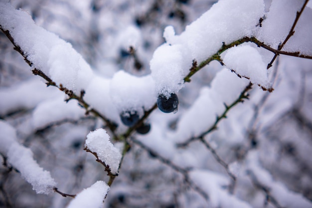 青々とした雪の層の下で実を結ぶ野生の梅の木