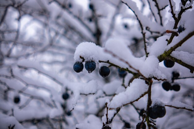 青々とした雪の層の下で実を結ぶ野生の梅の木