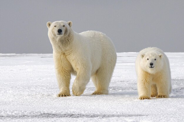 Photo wild polar bear in arctic sea