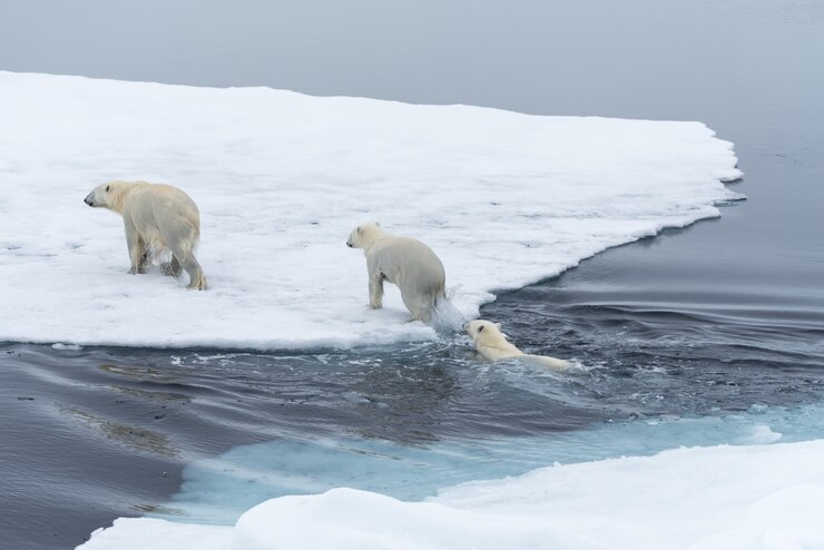 野生のホッキョクグマとカブスが氷上を飛び交う
