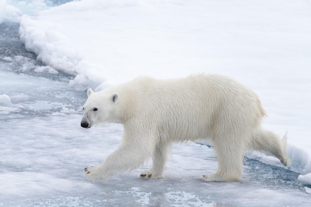 Wild polar bear going in water on pack ice in Arctic sea