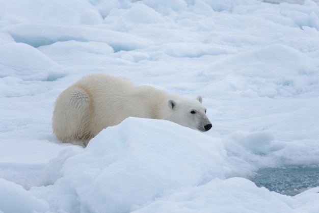 野生のシロクマが氷の上に敷設