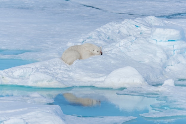 사진 스발 바르 spitsbergen 섬 북쪽 팩 얼음에 누워 야생 북극곰