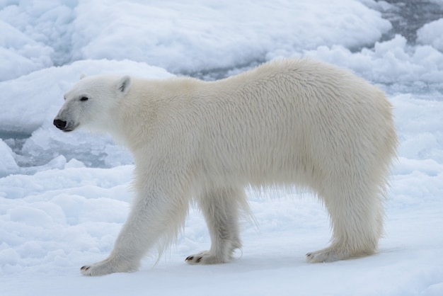 写真 北極海のパックアイスの野生のシロクマをクローズアップ