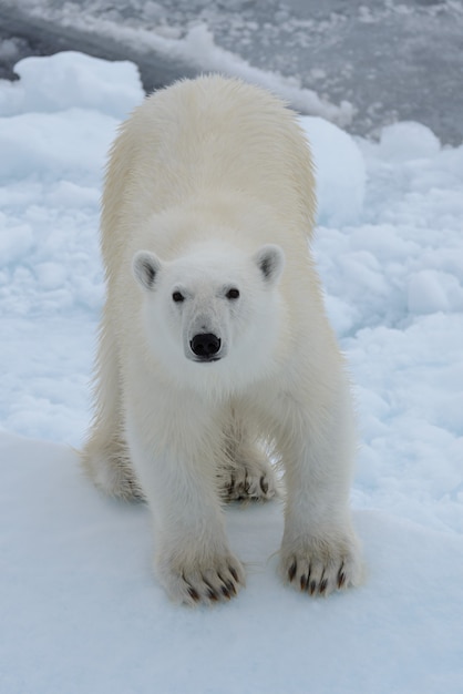 Фото Дикий белый медведь на паковом льду в арктическом море, глядя в камеру