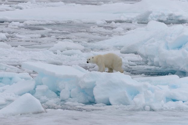Фото Дикий белый медведь на паковом льду в арктическом море
