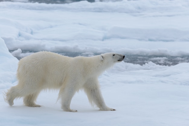 Orso polare selvaggio sul ghiaccio del pacchetto nella fine del mare artico su