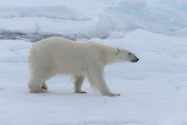 Foto orso polare selvaggio sul ghiaccio del pacchetto nella fine del mare artico su