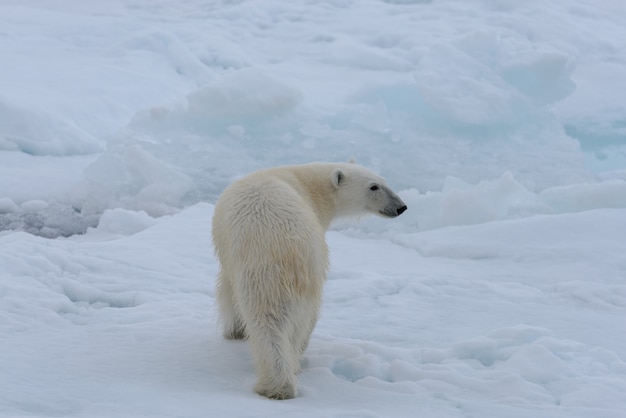 北極海のパックアイスの野生のシロクマをクローズアップ