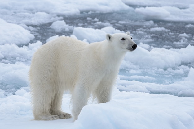 Photo wild polar bear on pack ice in arctic sea close up