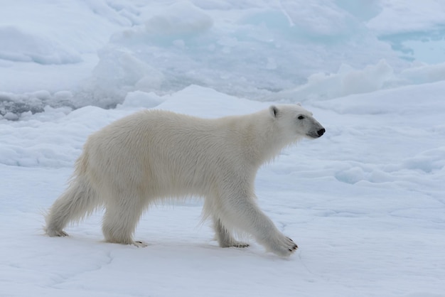 Wild polar bear on pack ice in Arctic sea close up