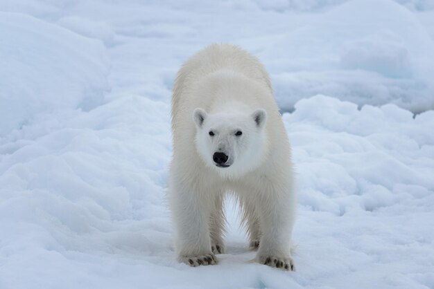 北極海のパックアイスの野生のシロクマをクローズアップ