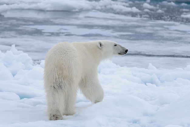 Wild polar bear on pack ice in Arctic sea close up