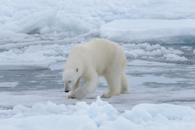 Wild polar bear on pack ice in Arctic sea close up