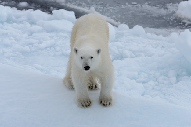 Wild polar bear on pack ice in Arctic sea looking into camera