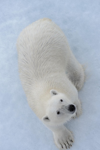 Photo wild polar bear on pack ice in arctic sea view from top aerial view