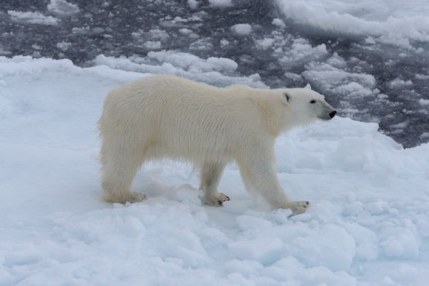 Photo wild polar bear on pack ice in arctic sea