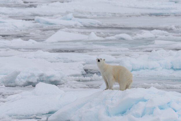 Photo wild polar bear on pack ice in arctic sea