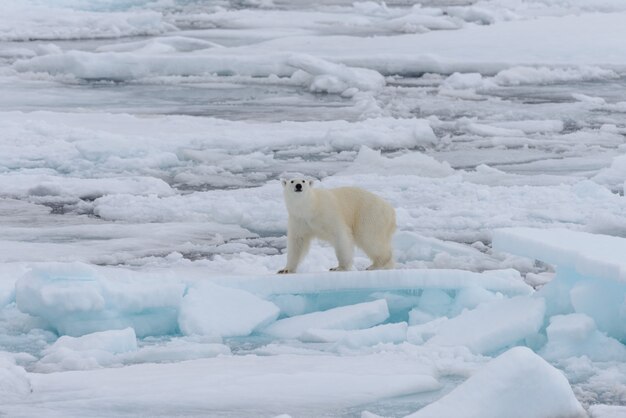 Orso polare selvaggio sulla banchisa nel mare artico