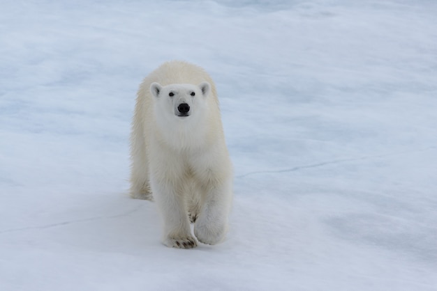 Photo wild polar bear on pack ice in arctic sea