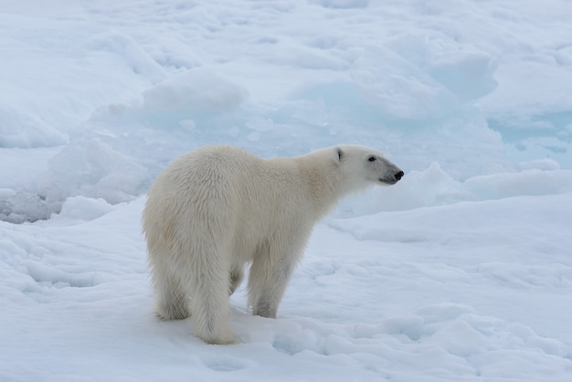 Wild polar bear on pack ice in Arctic sea