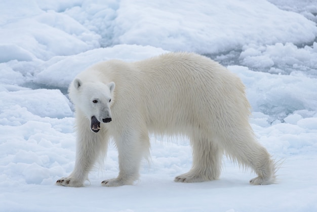 Wild polar bear on pack ice in Arctic sea