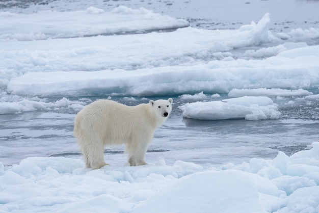 Orso polare selvaggio sulla banchisa nel mare artico