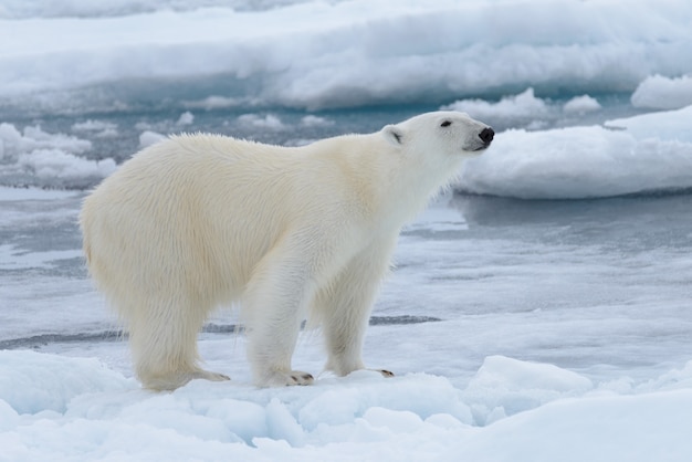 Wild polar bear on pack ice in Arctic sea