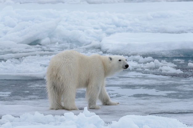 Wild polar bear on pack ice in Arctic sea