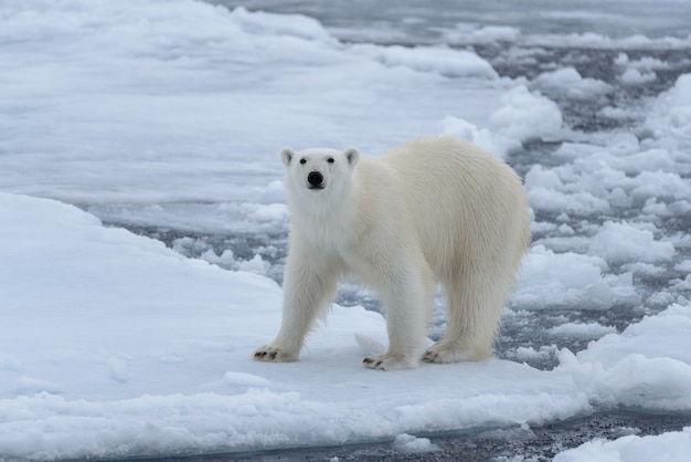 Wild polar bear on pack ice in Arctic sea