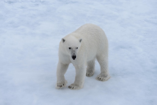 Wild polar bear on pack ice in Arctic sea