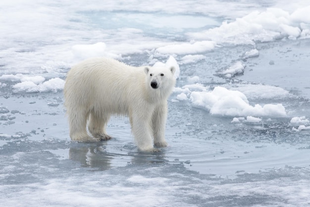 Wild polar bear on pack ice in Arctic sea