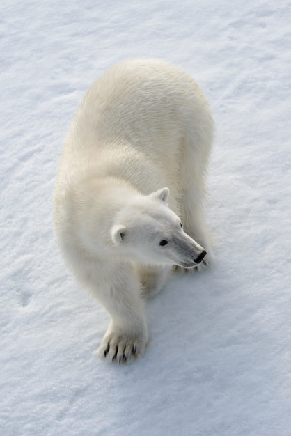 Foto orso polare selvaggio su impacco di ghiaccio nell'artico